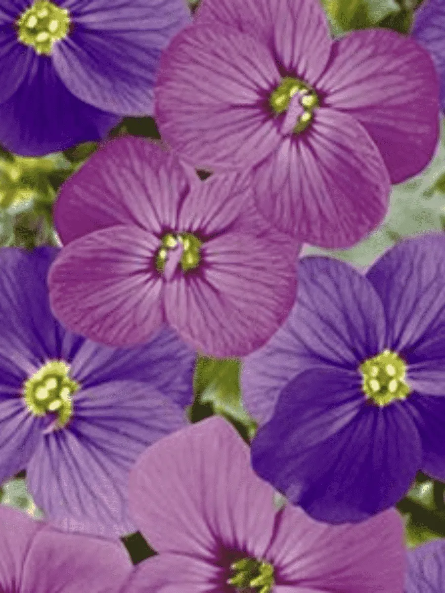 Аубриета Audrey Red Purple