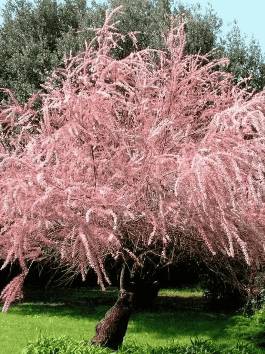 Тамарикс мелкоцветный