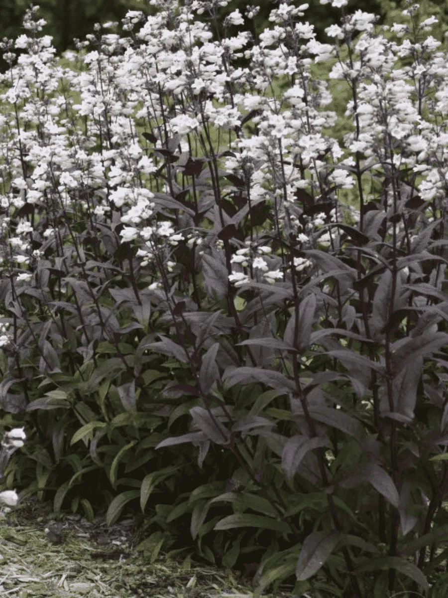 Пенстемон наперстянковый Мистика