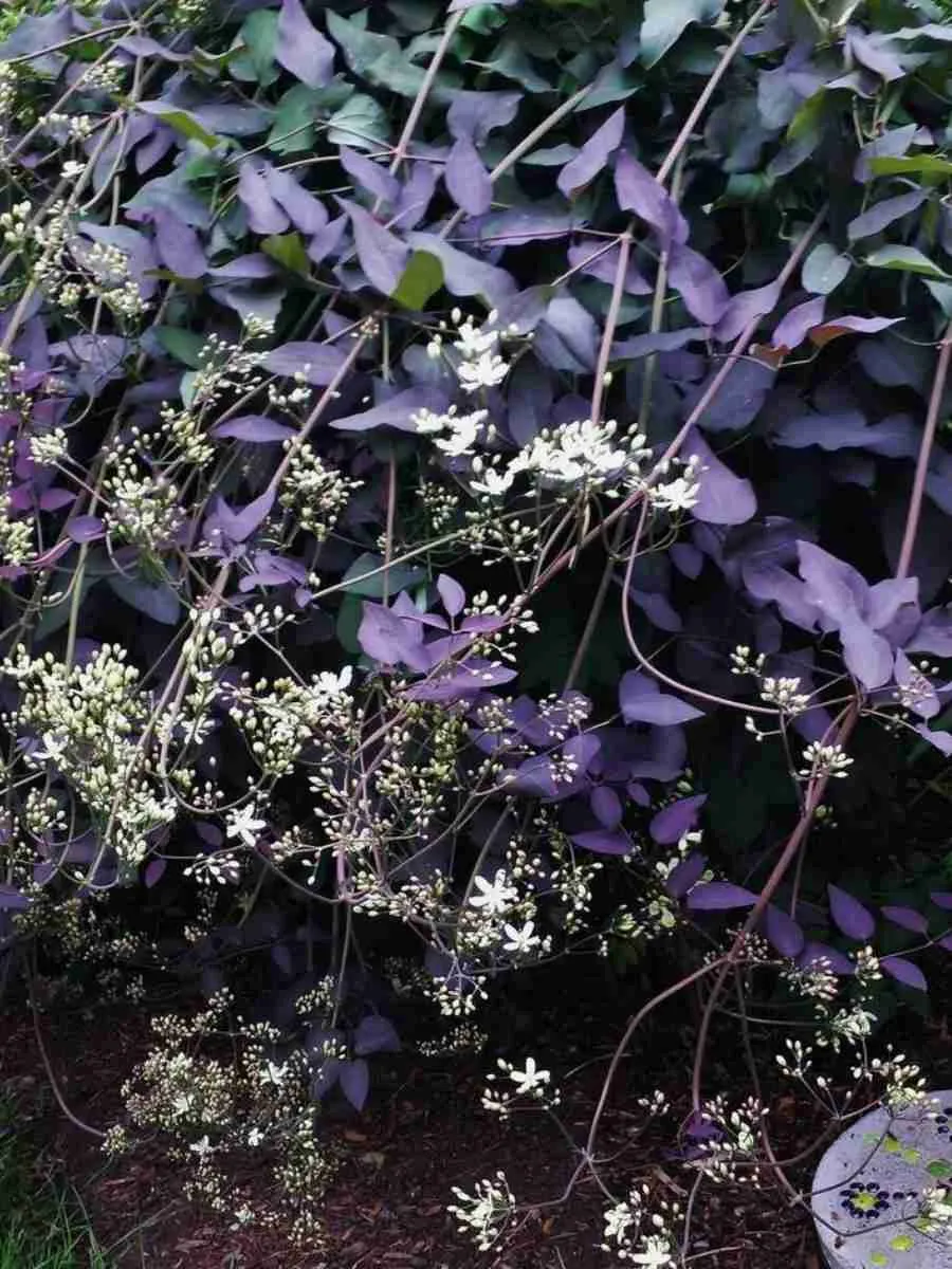 Клематис прямой Purpurea