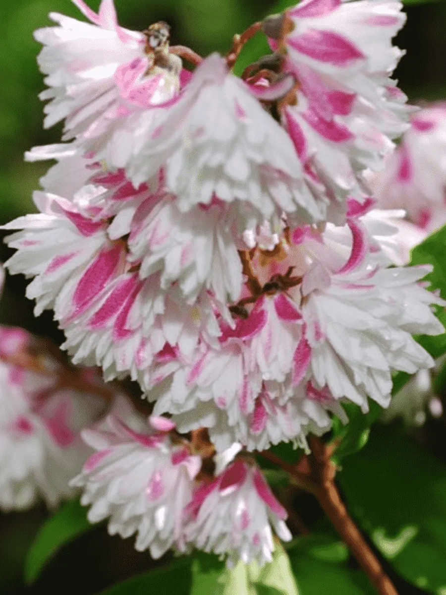 Дейция гибридная Rosea Plena