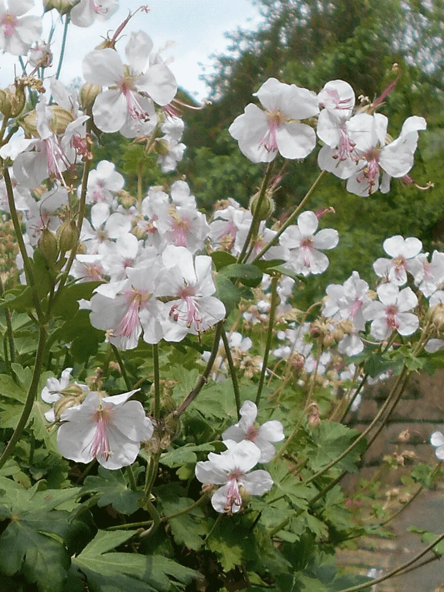 Герань кентабриджийская St Ola