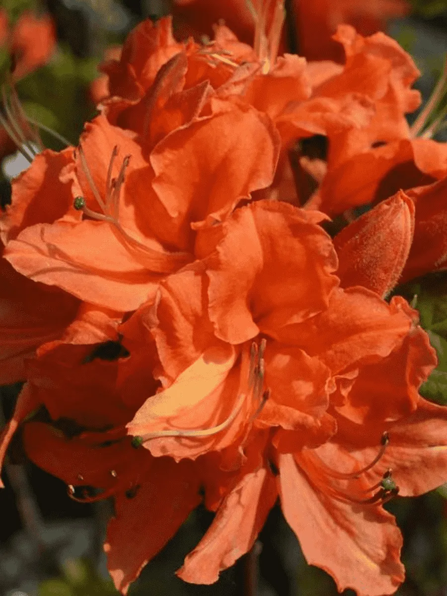 Азалия крупноцветковая Mandarin Lights