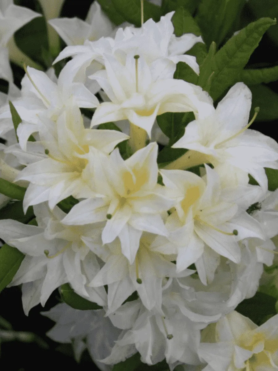 Азалия крупноцветковая Schneekopfchen