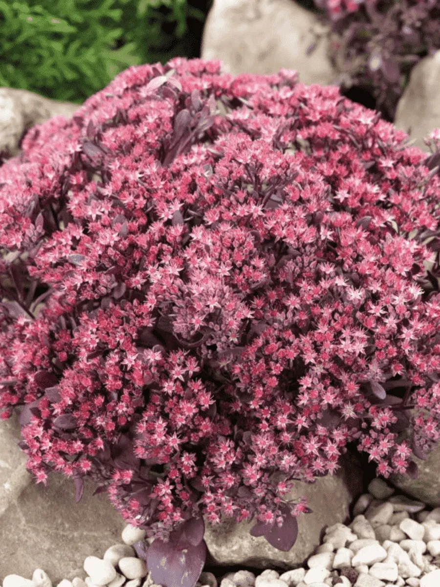 Очиток гибридный Sunsparkler Plum Dazzle