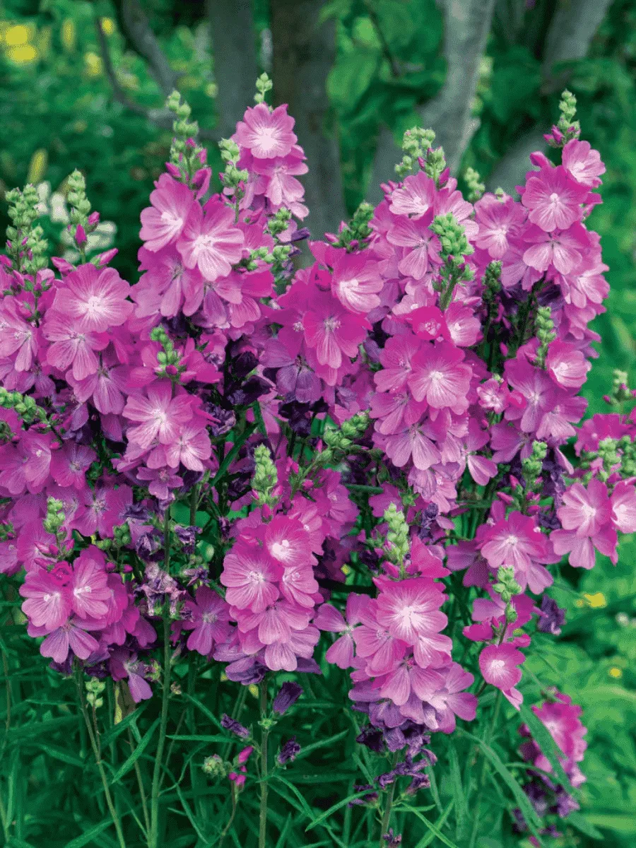 Сидальцея мальвоцветковая Party Girl