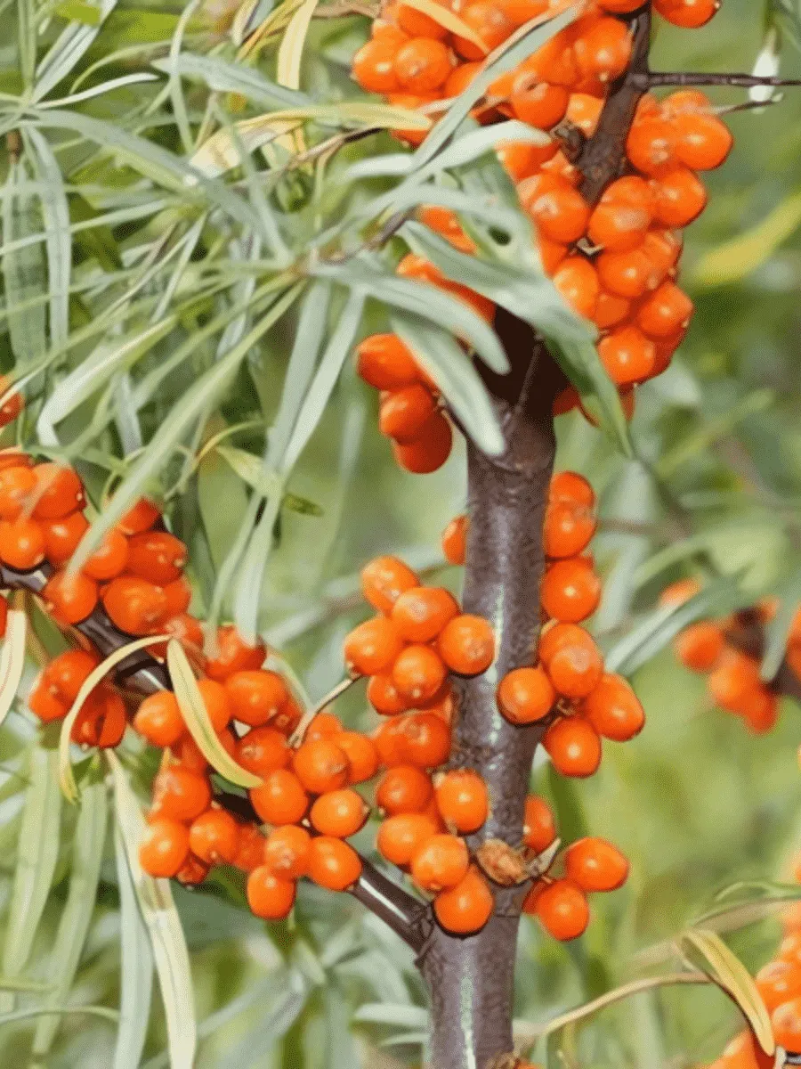 Облепиха крушиновидная Ascola