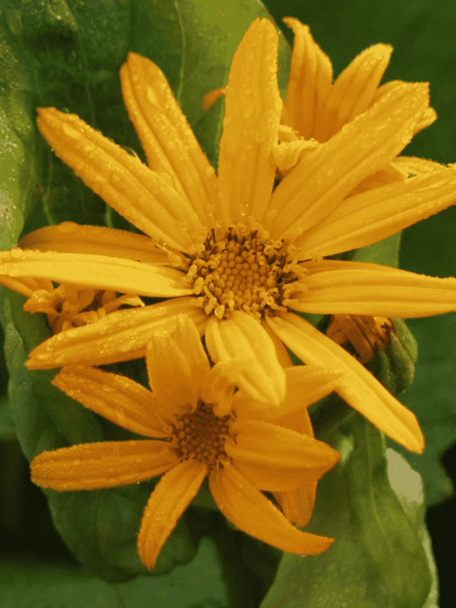 Бузульник зубчатый Orange Queen