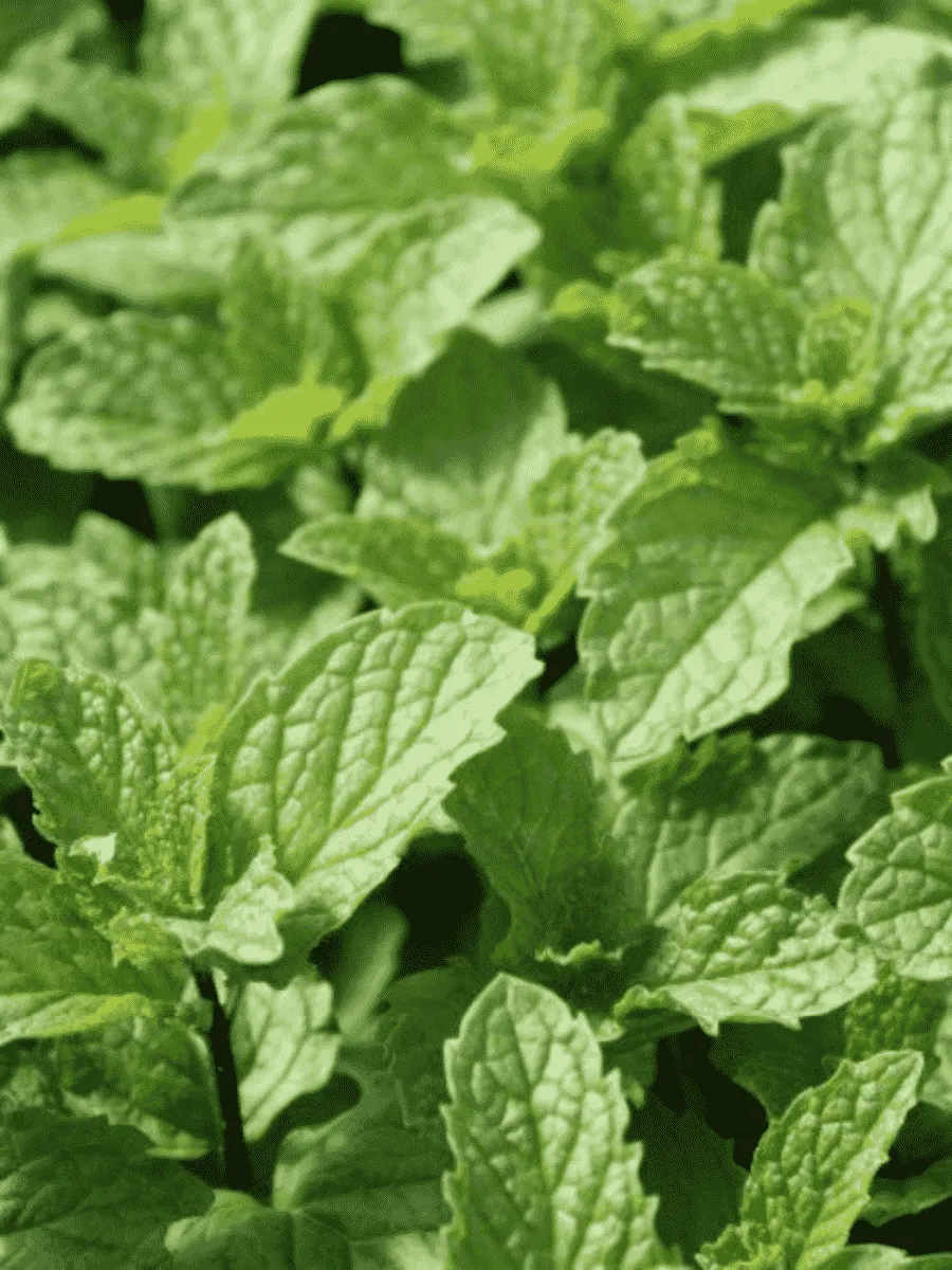 Мята пряная  Vert Mojito