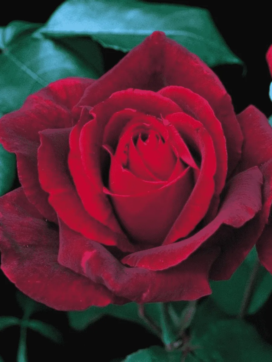 Роза чайно-гибридная Mister Lincoln