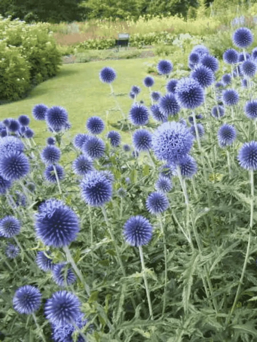 Мордовник шароголовый