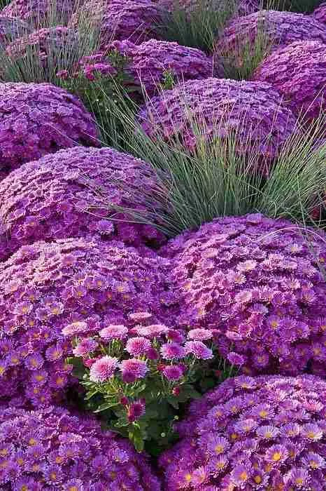 Долгоцветущие