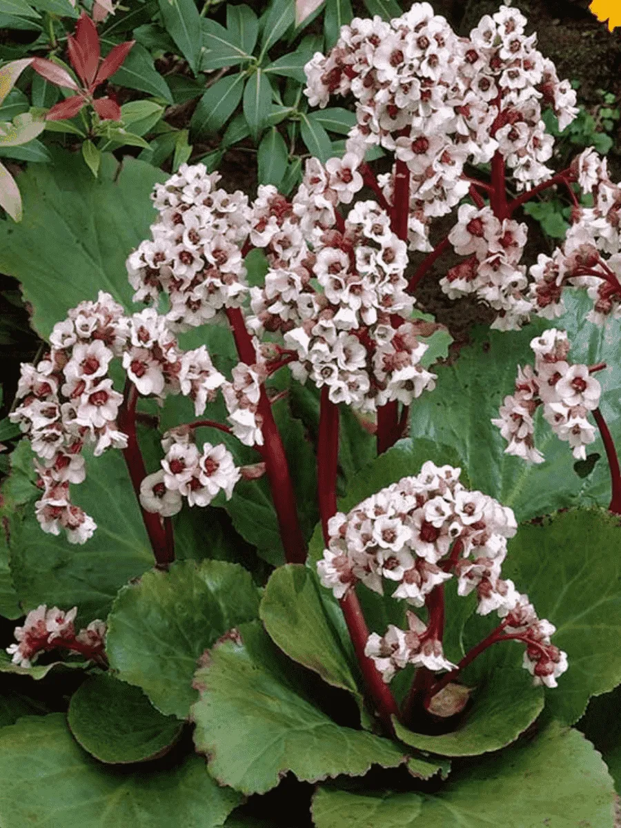 Бадан гибридный Silberlicht