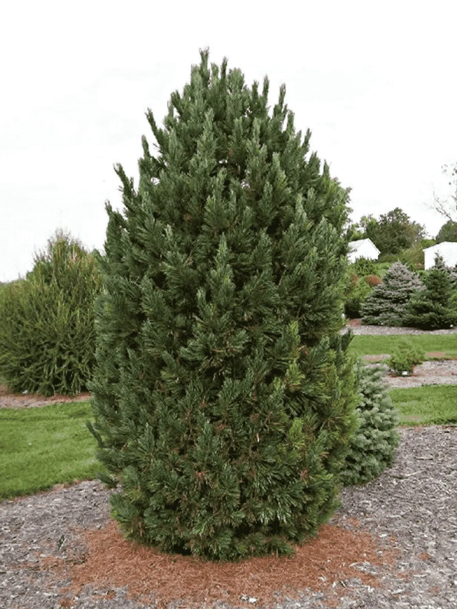 Сосна кедровая Европейская