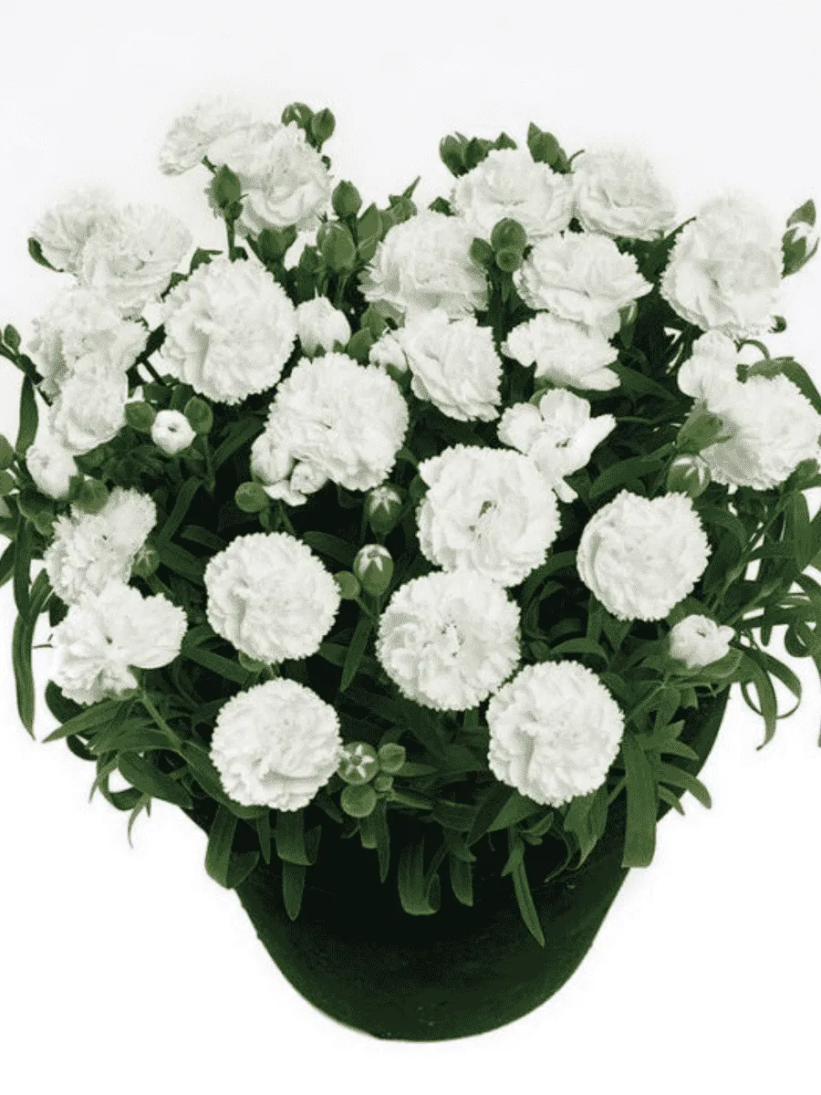 Гвоздика садовая Code White