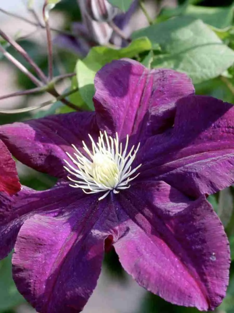 Клематис гибридный Grunwald