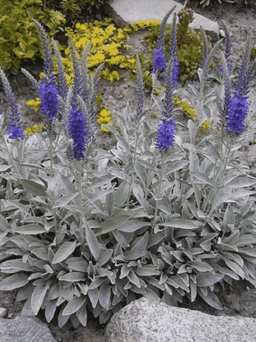 Вероника колосистая Incana