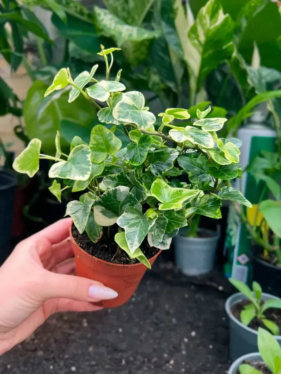 Плющ обыкновенный Mini White Wonder