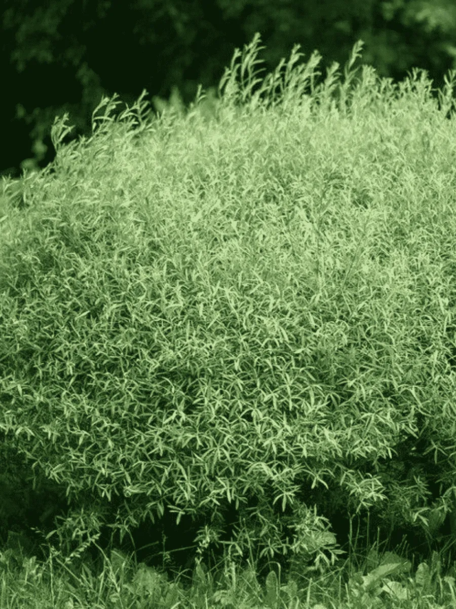 Ива пурпурная Nana