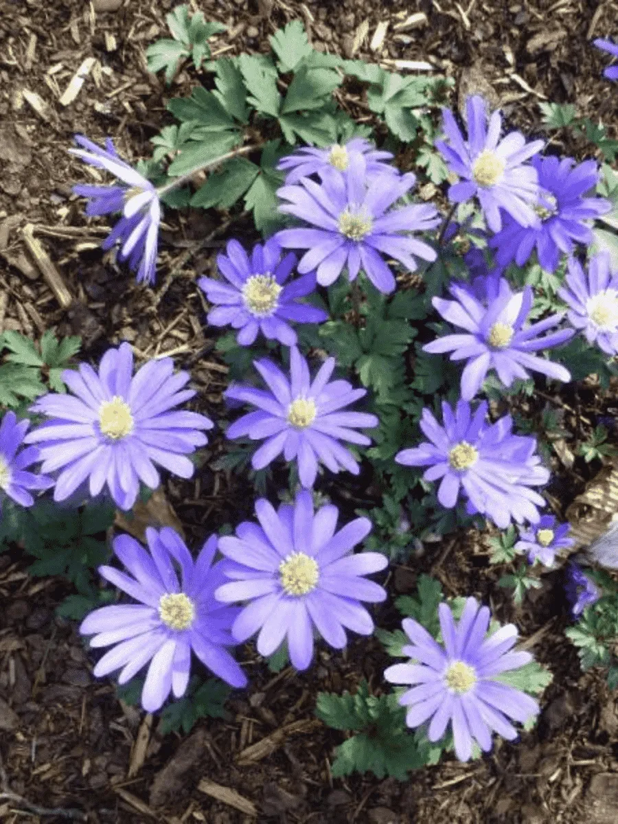 Анемона Blue Shades