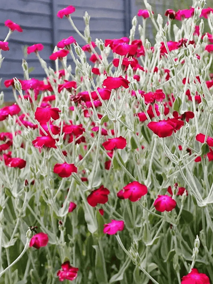 Лихнис корончатый