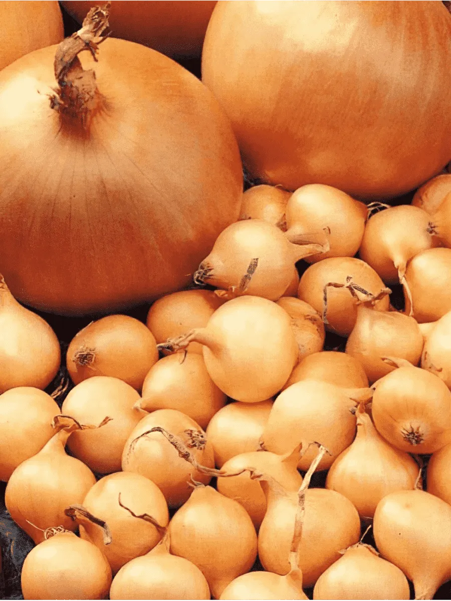 Лук-озимый Сеншуй Еллоу Глоб