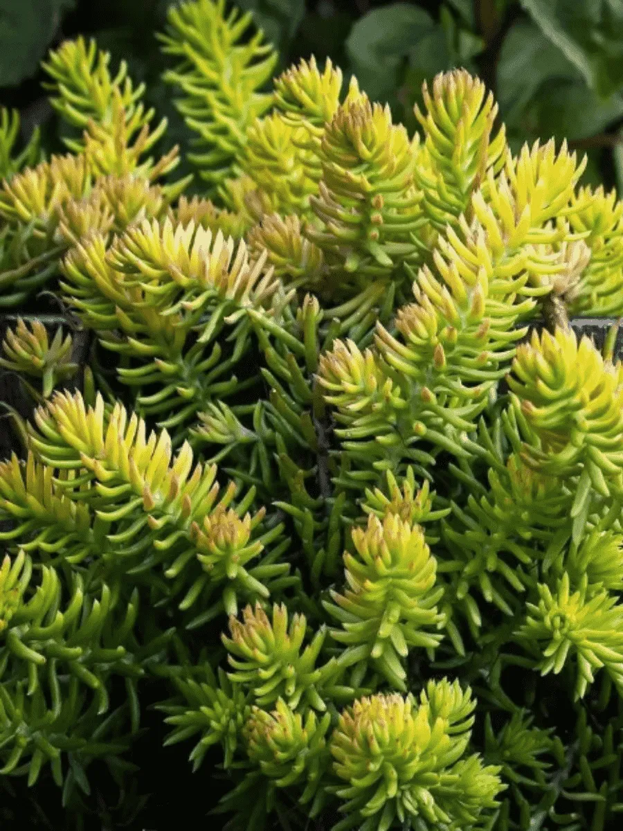 Очиток отогнутый Angelina