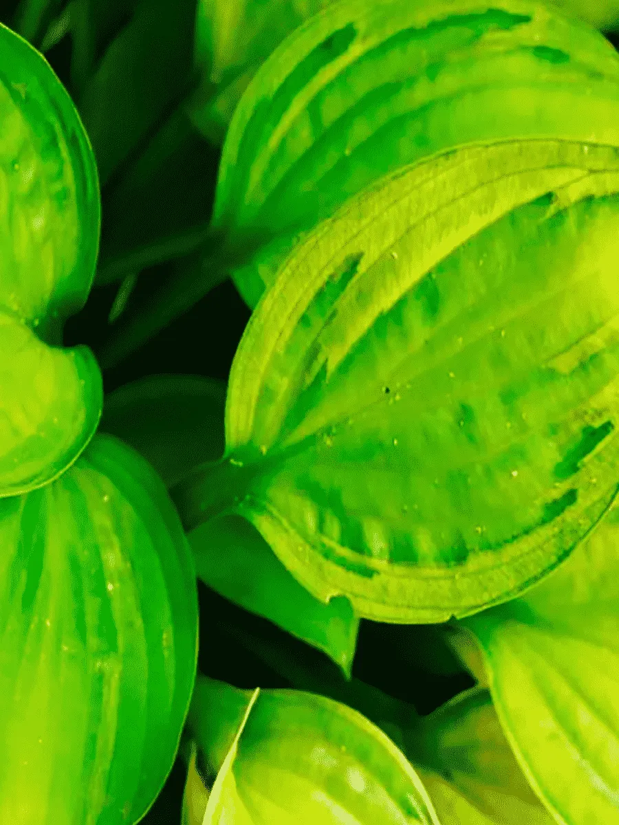 Хоста Capitan's Adventure