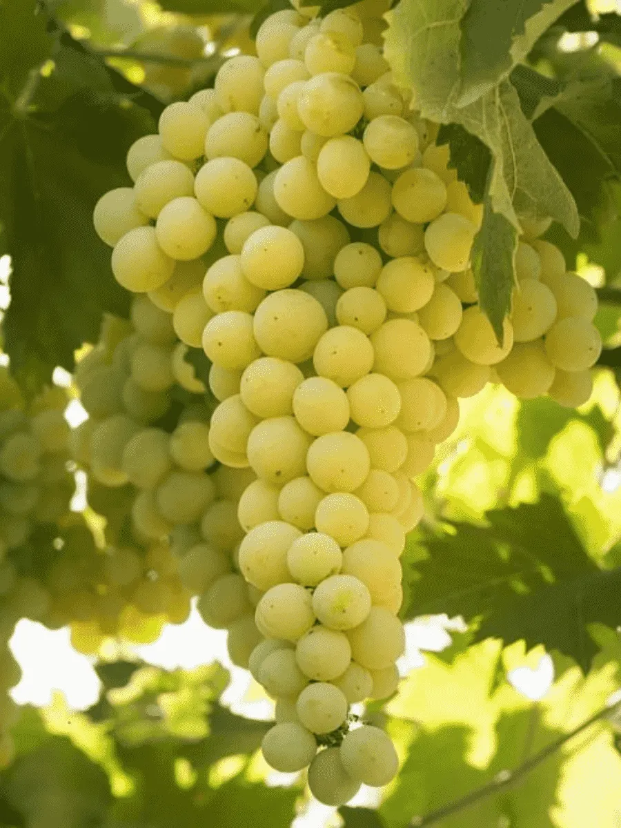 Виноград культурный Солярис