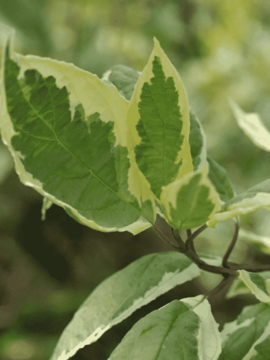 Дерен белый Cream Cracker