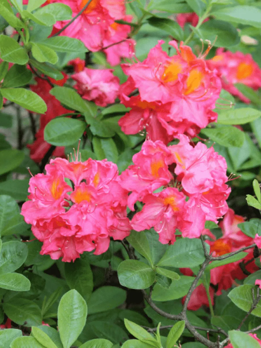 Азалия крупноцветковая Juanita