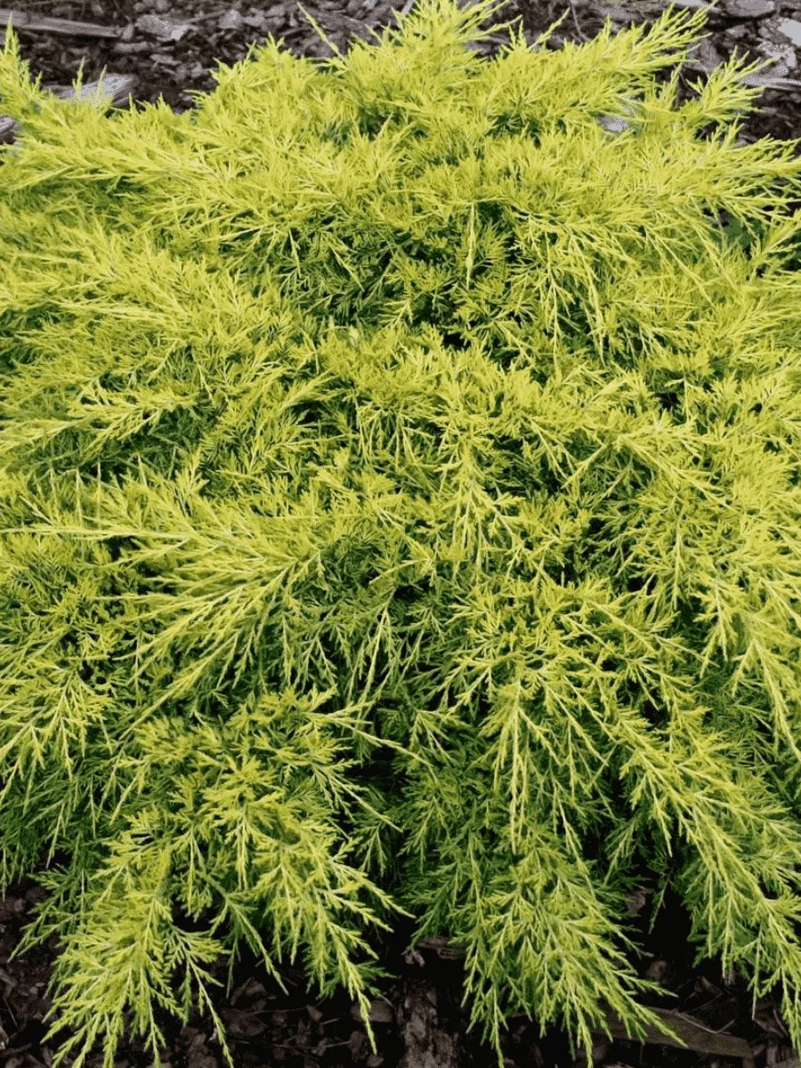 Можжевельник средний King of Spring