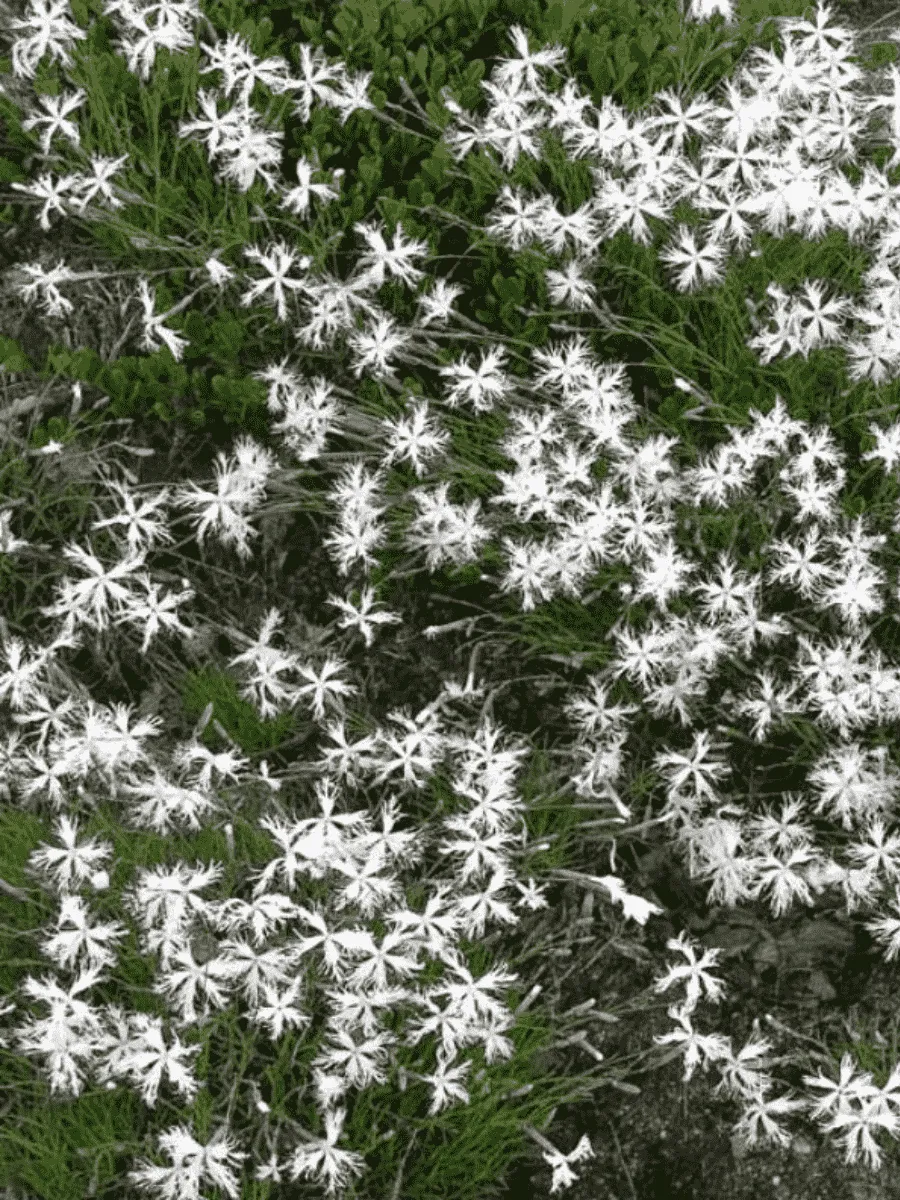 Гвоздика песчаная Little Maiden