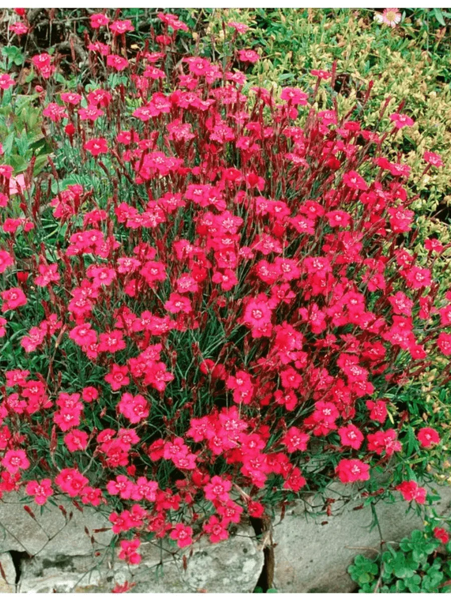 Гвоздика травянка Brilliant