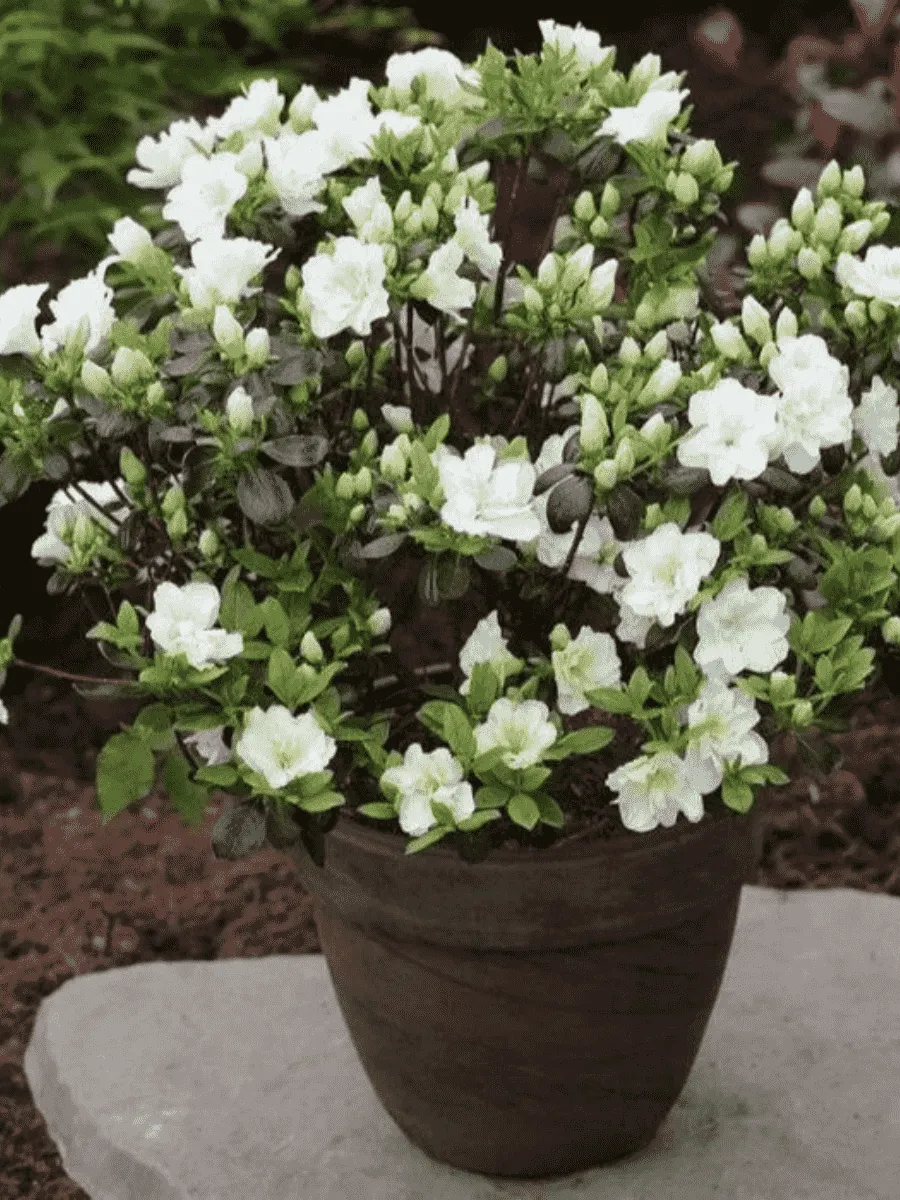 Азалия японская Schneeperle