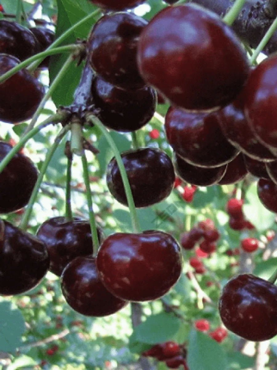 Дюк (Черевишня)  Спартанка