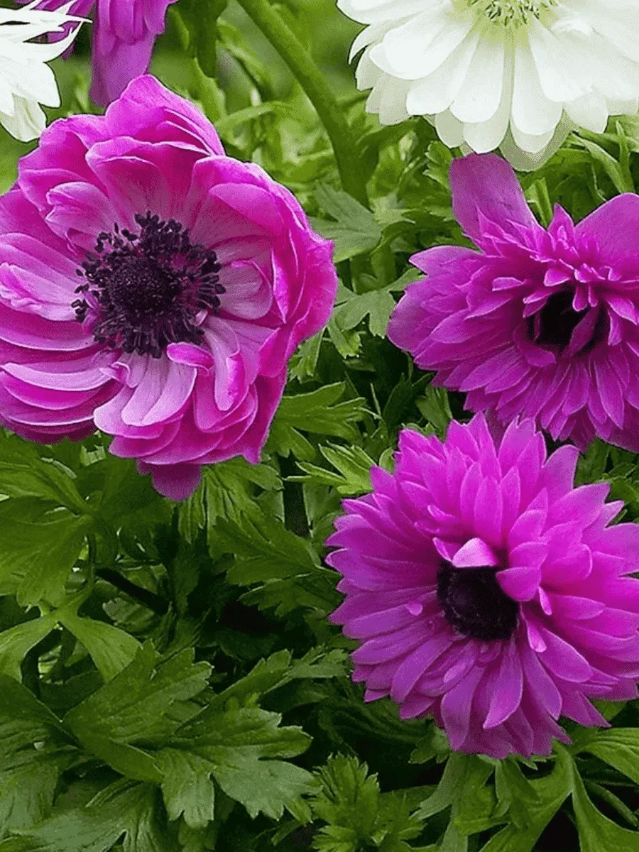 Анемона Double The Admiral