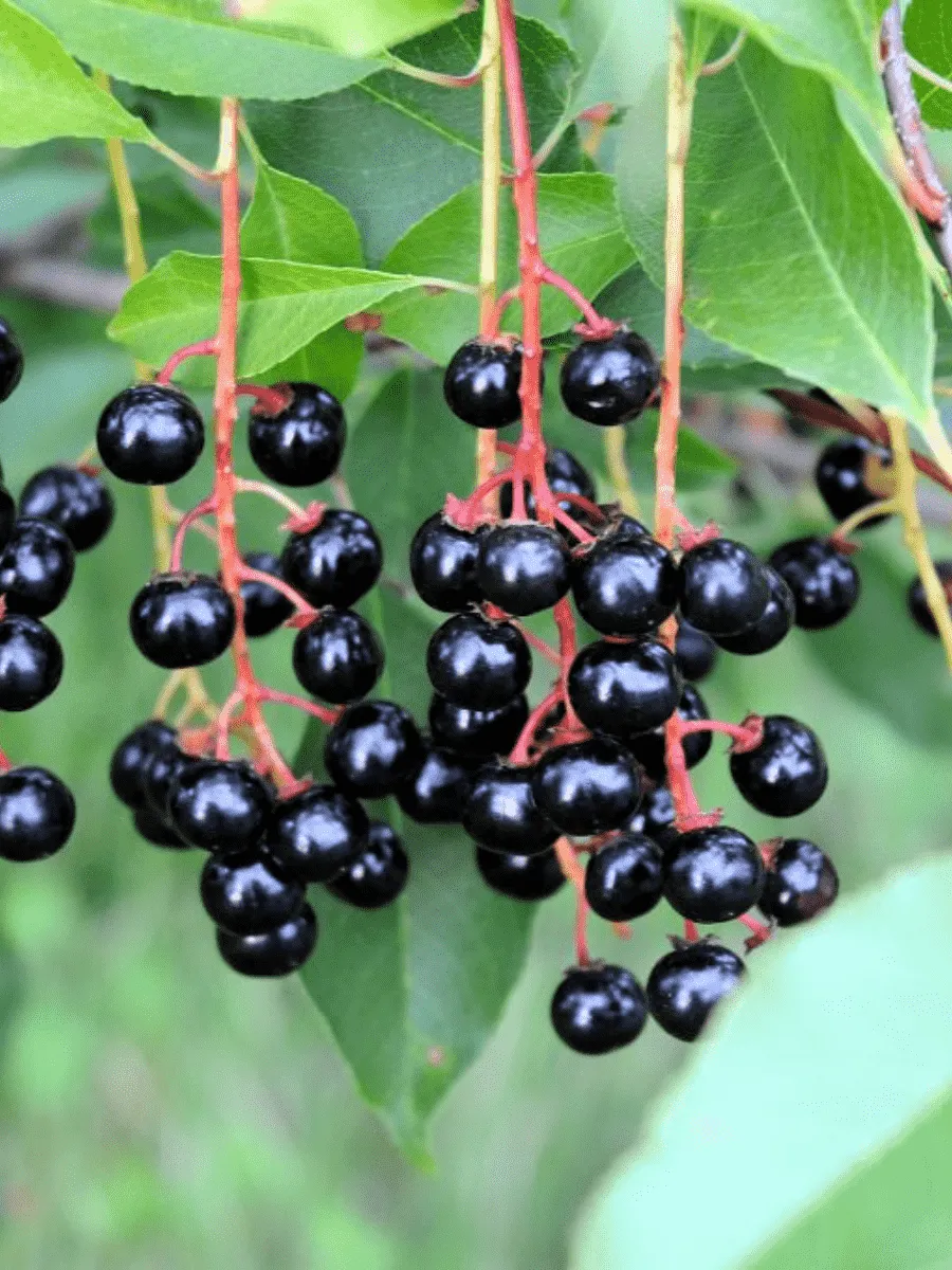 Черемуха обыкновенная