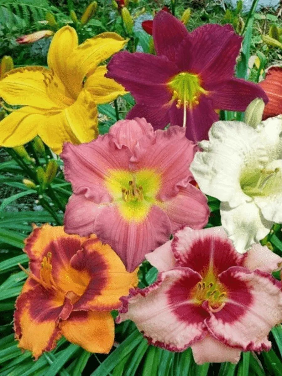 Лилейник mix