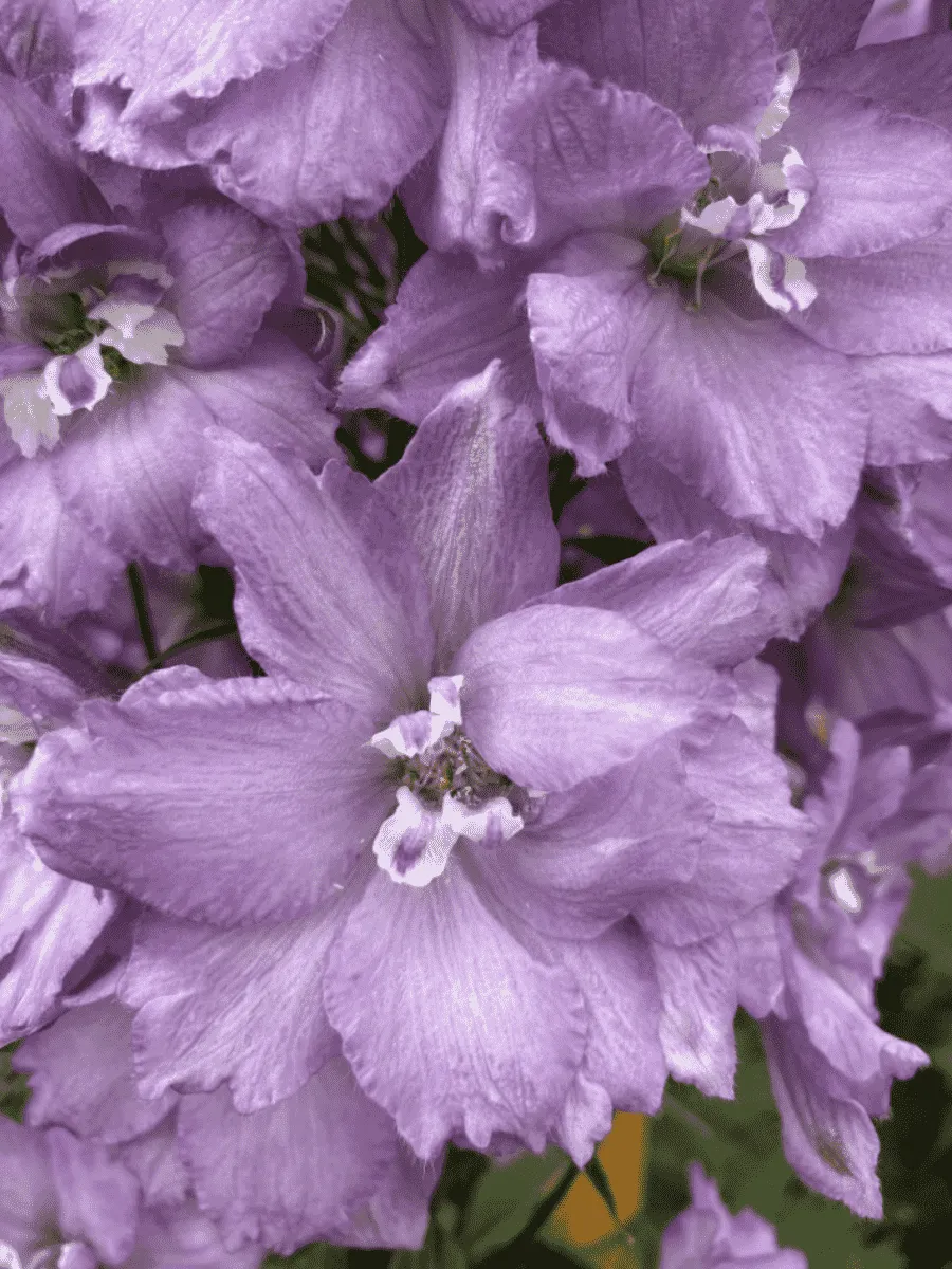 Дельфиниум новозеландский New Millenium