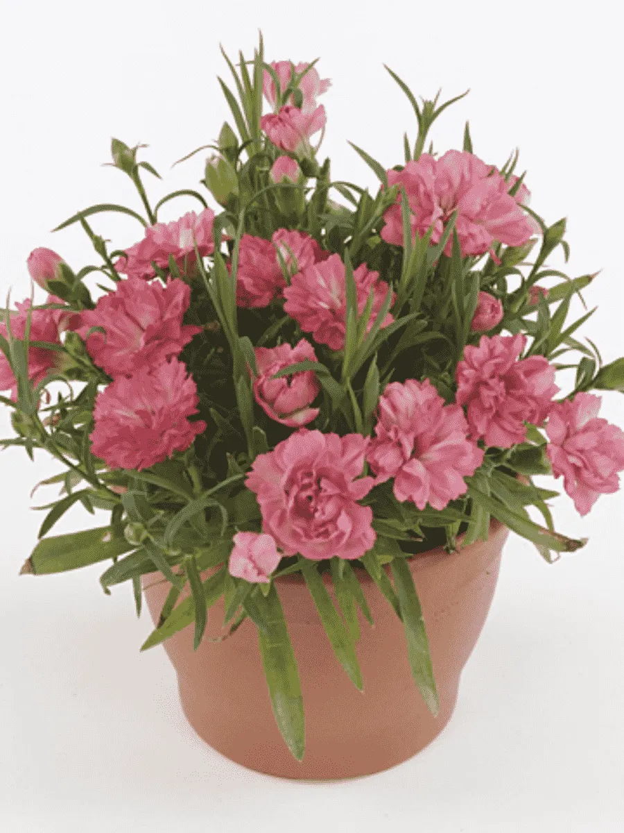 Гвоздика садовая Code Salmon