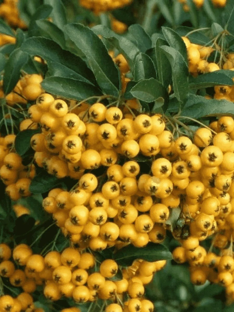 Пираканта Golden Charmer