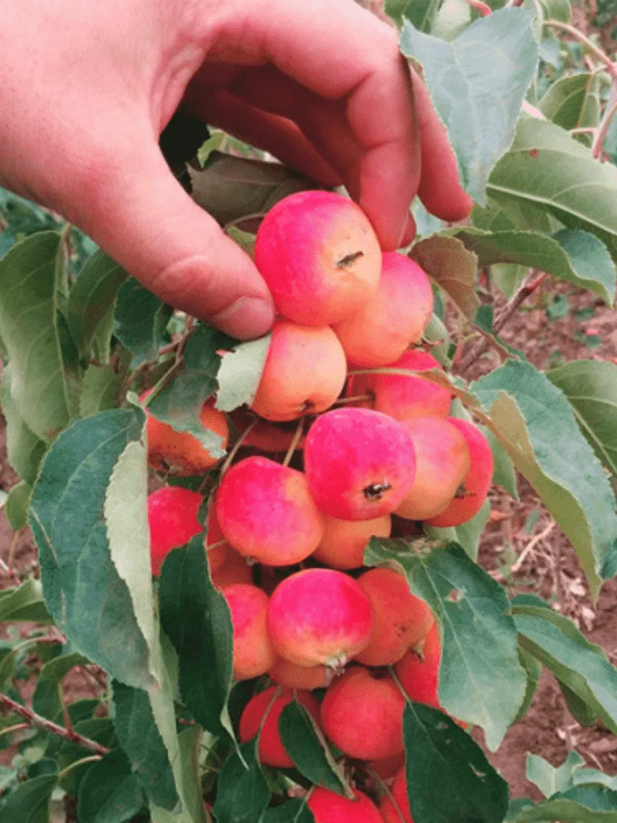 Яблоня Райка