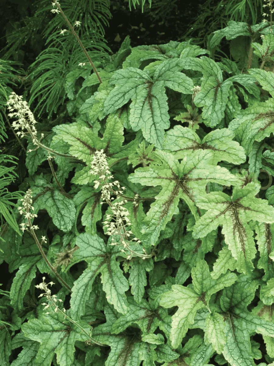 Гейхерелла Kimono