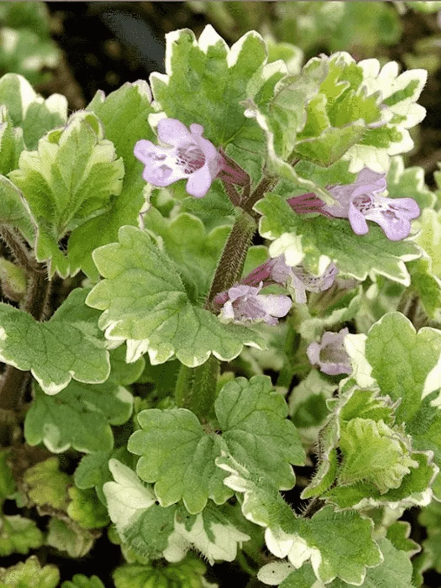 Будра плющевидная Variegata