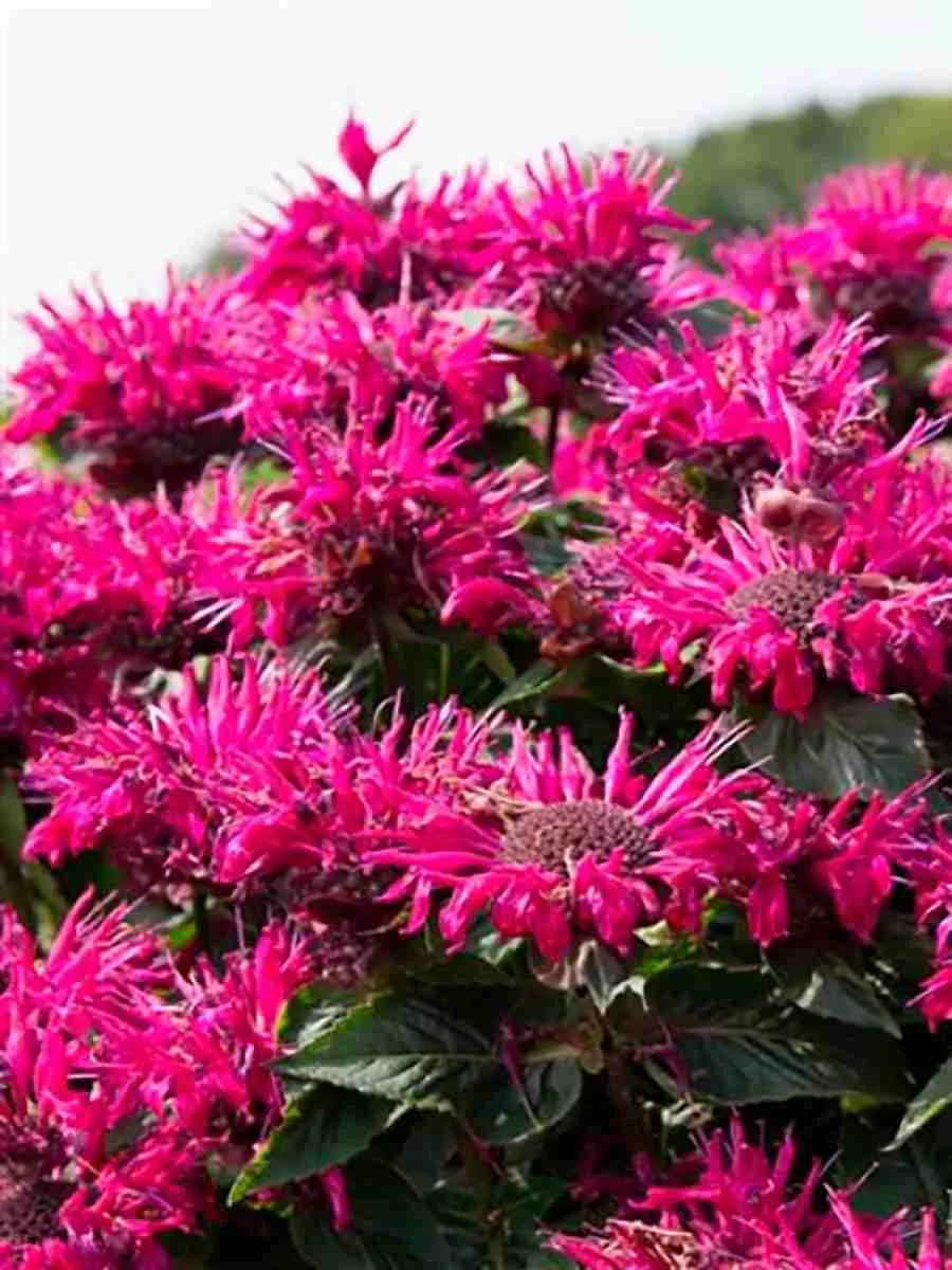 Монарда гибридная Bee‑True