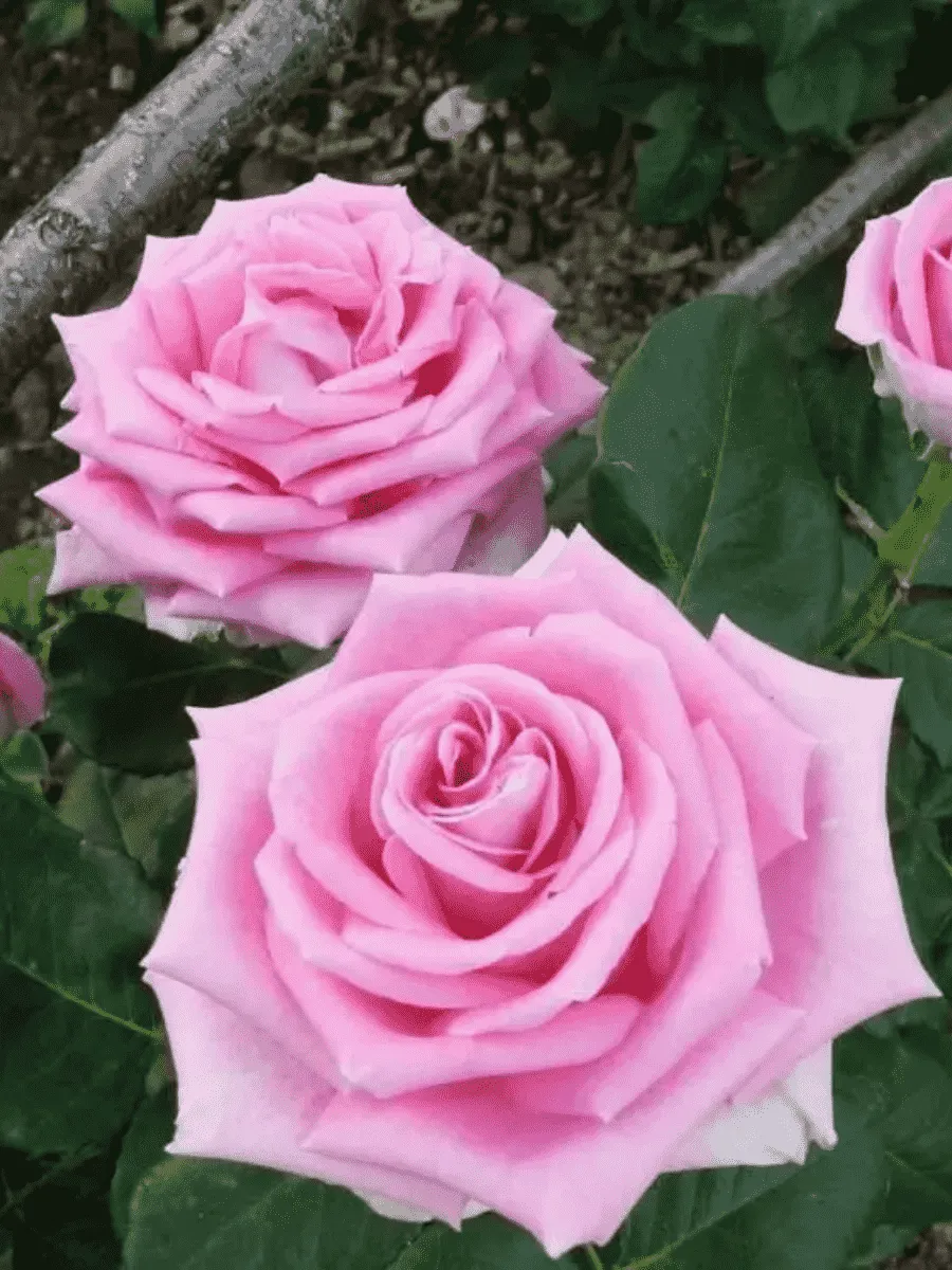 Роза чайно-гибридная Aqua