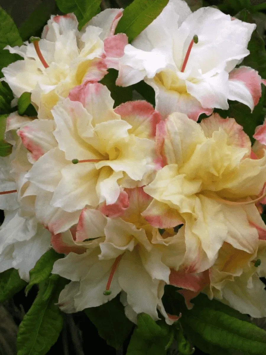 Азалия крупноцветковая Cannon's Double