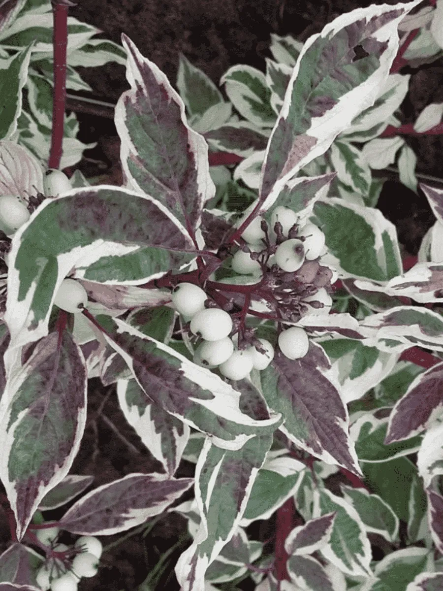 Дерен белый Sibirica 