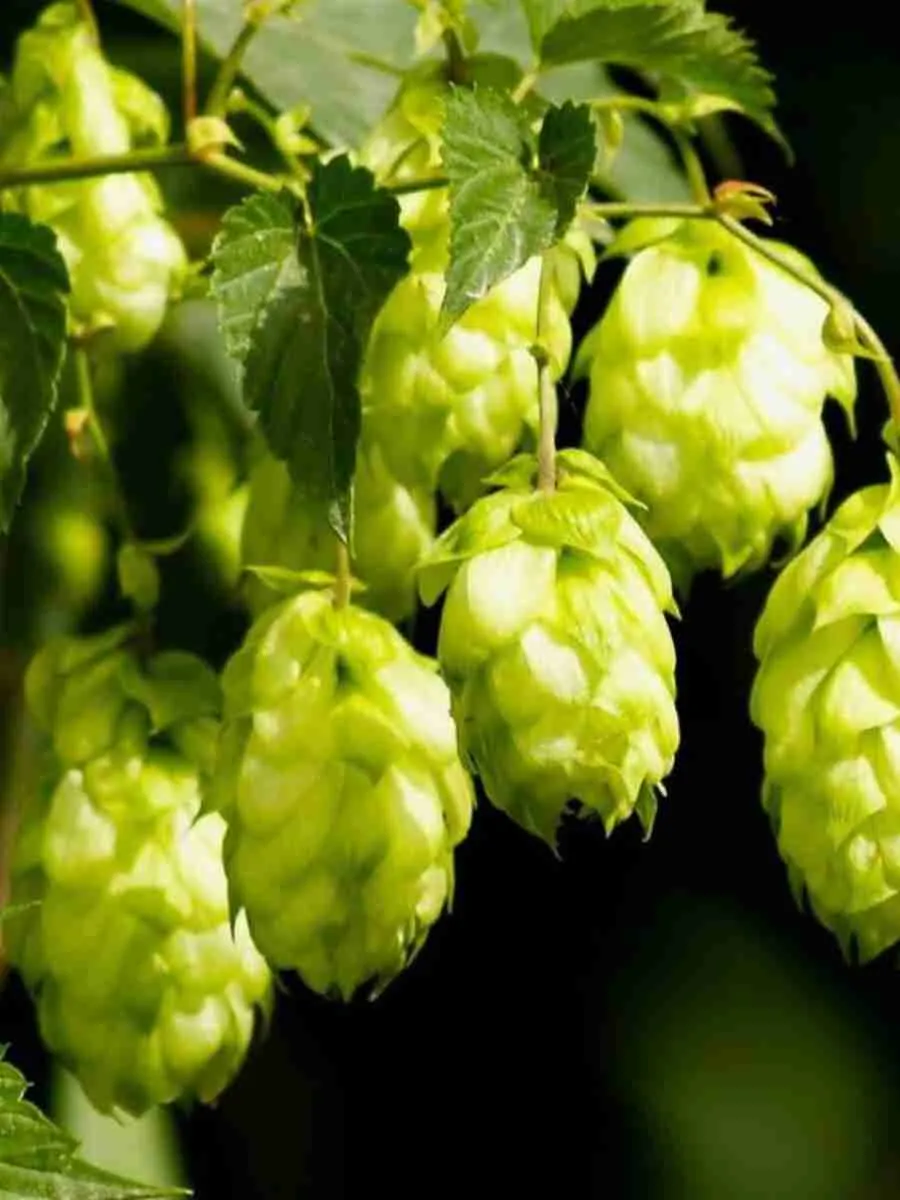 Хмель обыкновенный(М)